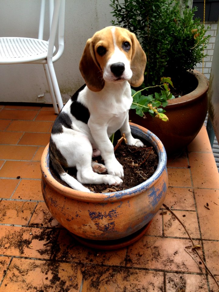 Dog, Beagle, Dog Like Mammal, Dog Breed