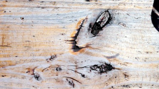 Wood