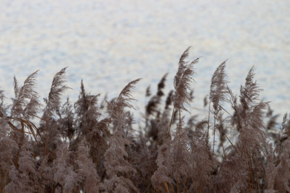 Phragmites, Grass Family, Grass, Sky
