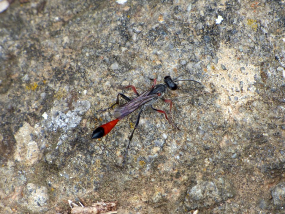 Insect, Invertebrate, Fauna, Pest