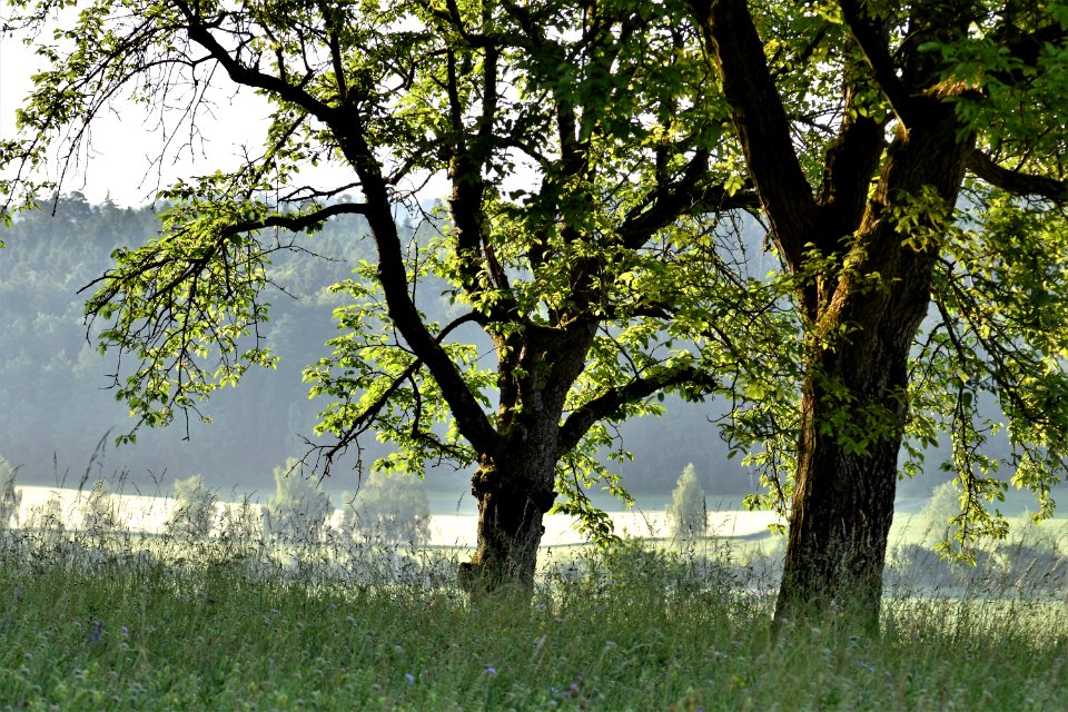 Tree, Woody Plant, Vegetation, Ecosystem