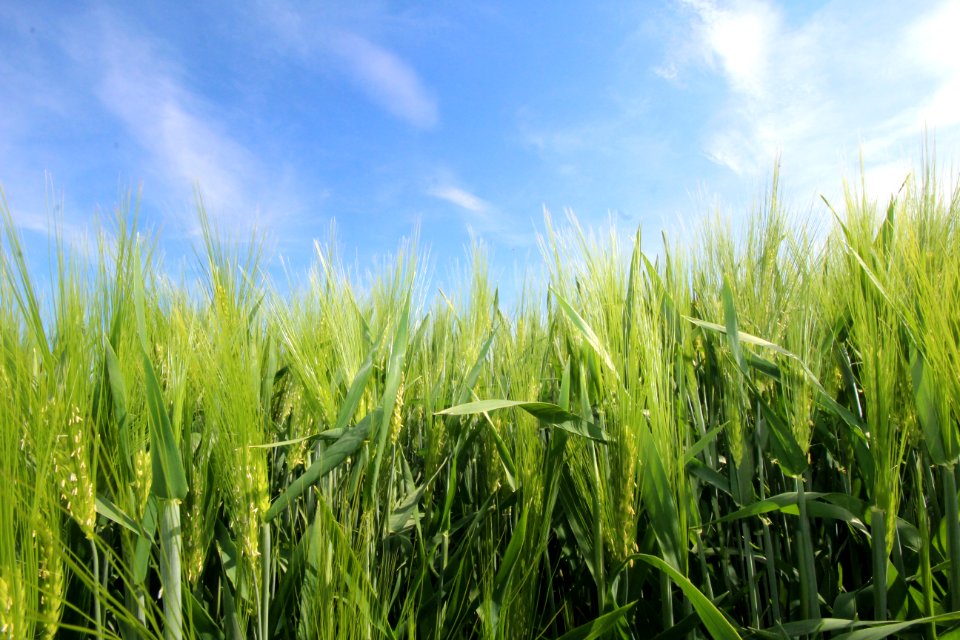 Crop, Field, Grass, Grass Family