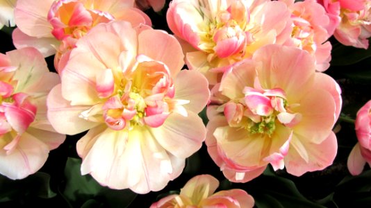 Flower, Pink, Flowering Plant, Plant photo