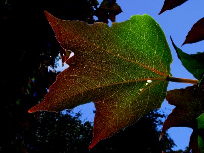 Leaf, Plant, Flora, Moisture