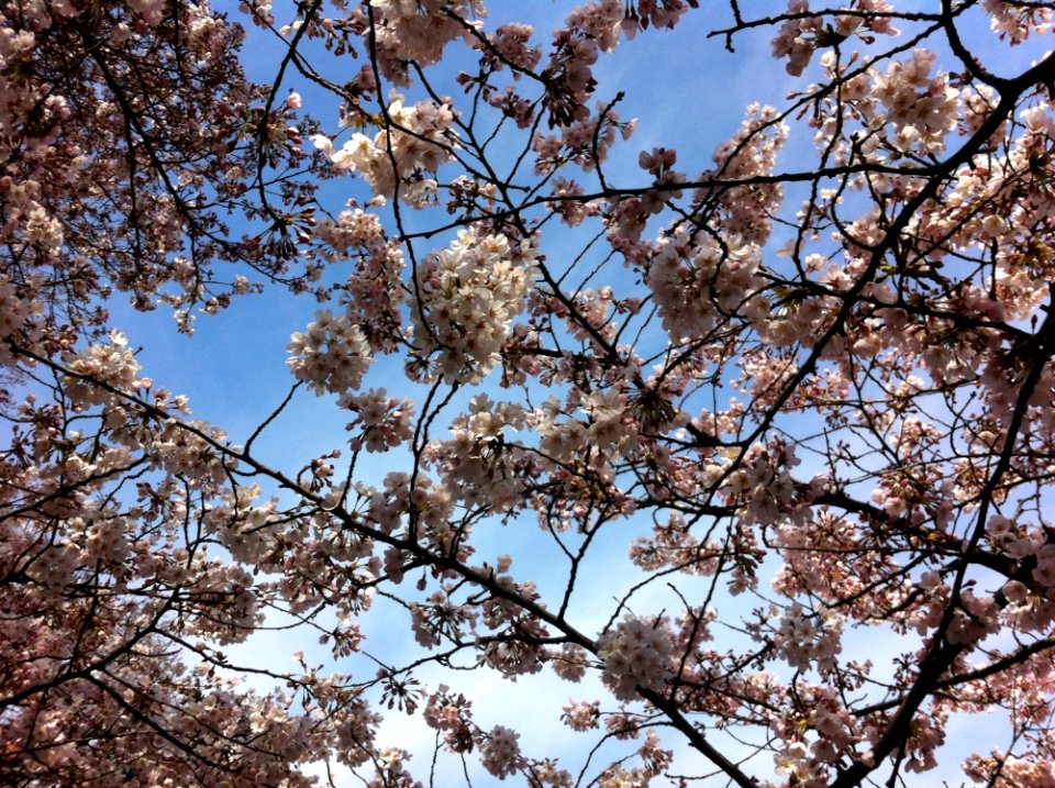Blossom, Branch, Sky, Tree
