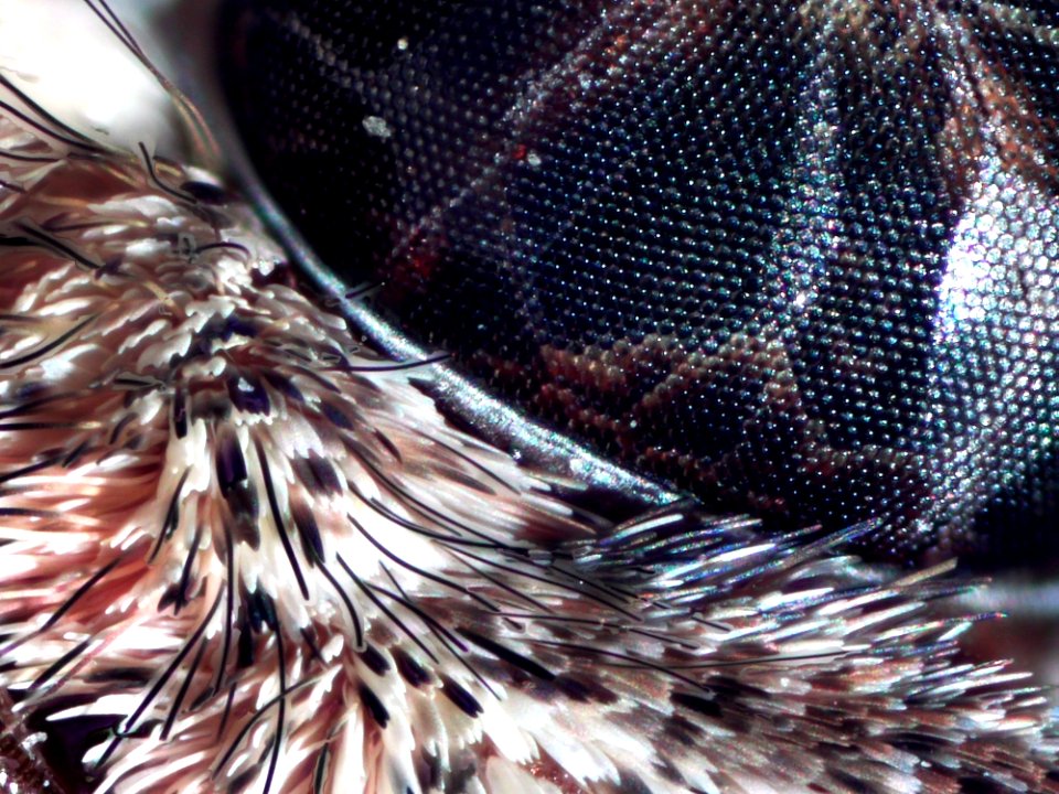 Invertebrate, Close Up, Organism, Marine Biology