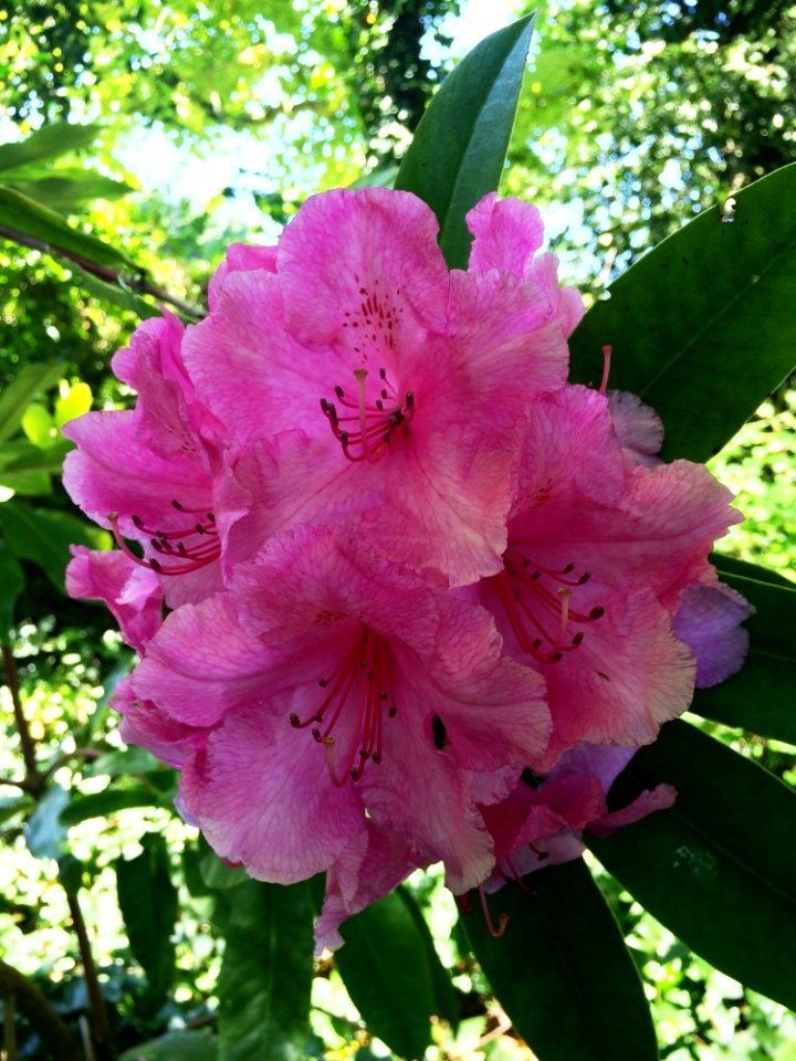 Flower, Plant, Woody Plant, Flowering Plant