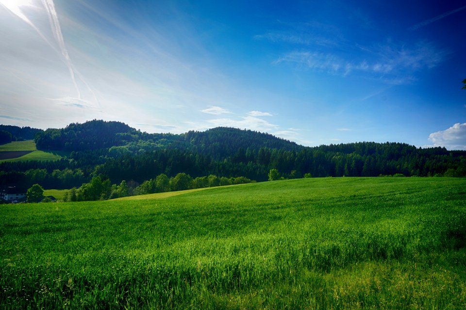 Grassland, Sky, Nature, Green