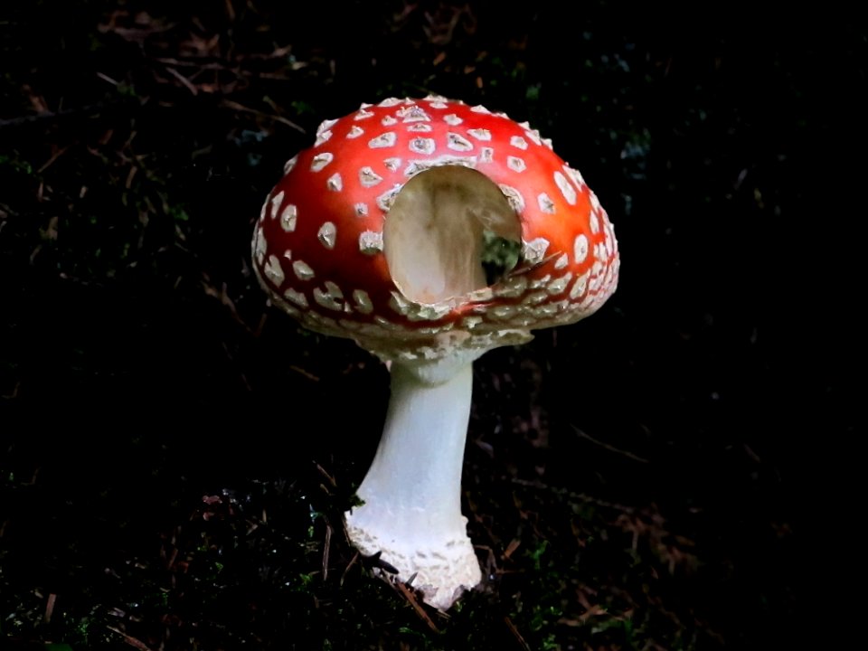 Mushroom, Fungus, Agaric, Edible Mushroom