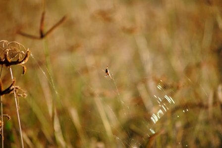 Grass, Flora, Wildlife, Close Up