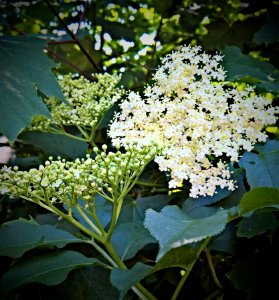 Plant, Nannyberry, Flora, Viburnum photo