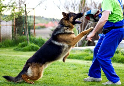 Dog, Old German Shepherd Dog, Dog Like Mammal, Dog Breed photo