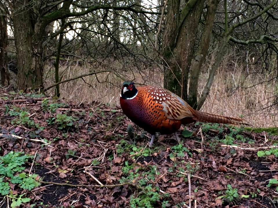 Pheasant, Ecosystem, Bird, Galliformes
