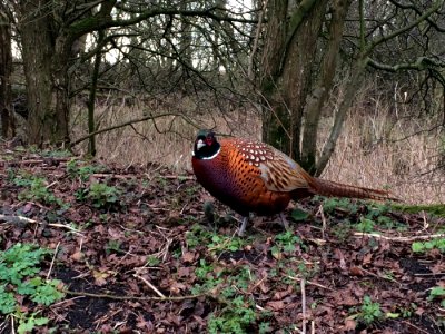 Pheasant, Ecosystem, Bird, Galliformes