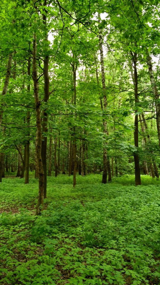 Vegetation, Woodland, Ecosystem, Forest