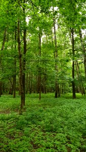 Vegetation, Woodland, Ecosystem, Forest