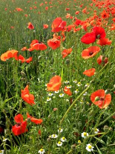 Flower, Wildflower, Meadow, Ecosystem