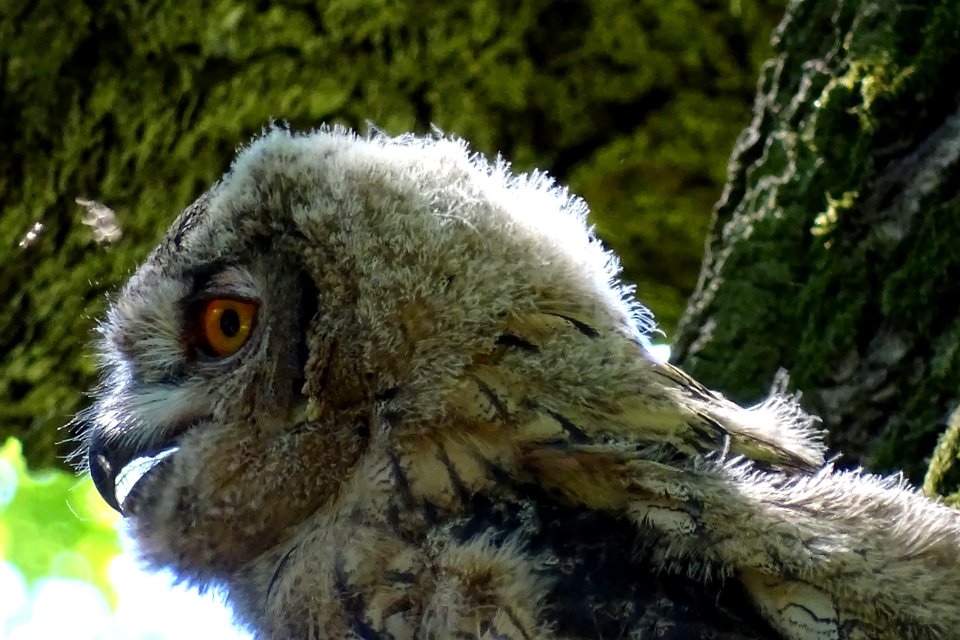 Beak, Owl, Bird Of Prey, Fauna