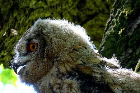 Beak, Owl, Bird Of Prey, Fauna