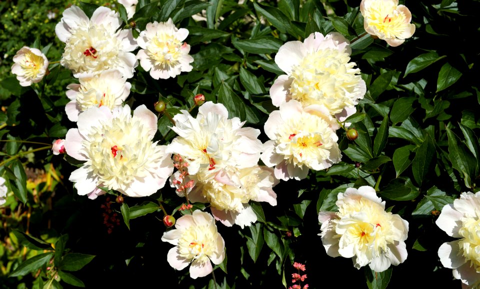 Flower, Plant, Flowering Plant, Rose Family