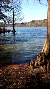 Water, Reflection, Tree, Body Of Water photo