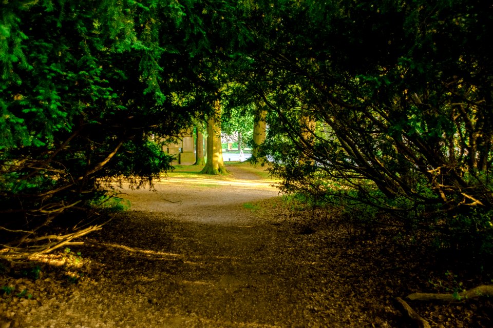 Nature, Vegetation, Nature Reserve, Path