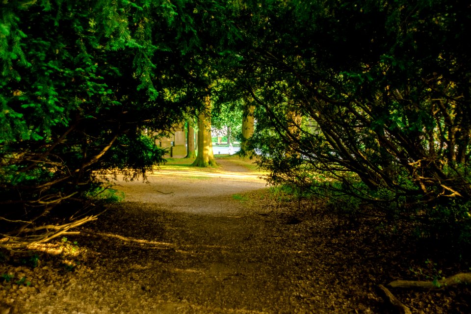 Nature, Vegetation, Nature Reserve, Path photo