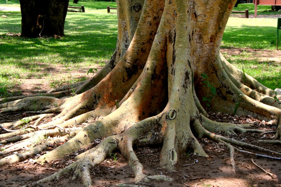 Tree, Woody Plant, Root, Plant