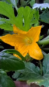 Plant, Flower, Yellow, Flora
