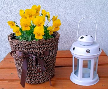 Yellow, Flowerpot, Vase, Flower photo