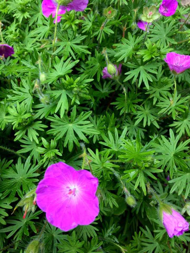 Flower, Plant, Flowering Plant, Geranium