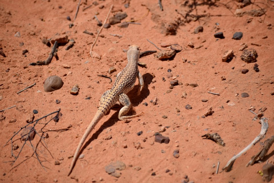 Fauna, Reptile, Lizard, Scaled Reptile