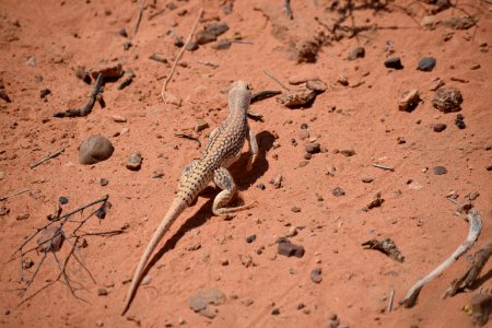 Fauna, Reptile, Lizard, Scaled Reptile