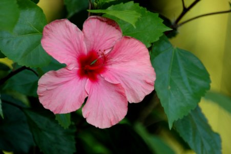 Flower, Plant, Pink, Flowering Plant
