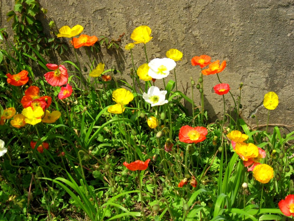 Flower, Wildflower, Plant, Eschscholzia Californica