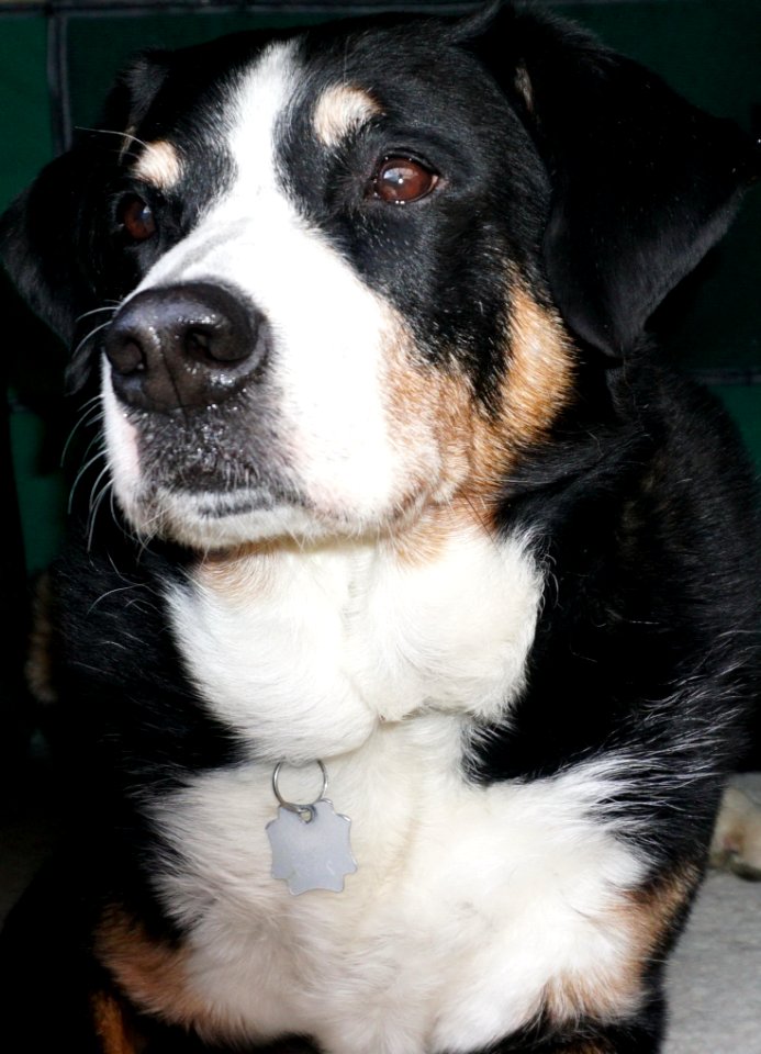 Dog, Dog Like Mammal, Dog Breed, Greater Swiss Mountain Dog