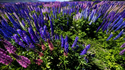 Plant, Flower, Ecosystem, Flora