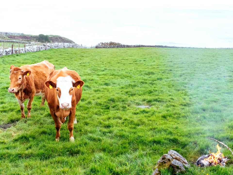 Grassland, Cattle Like Mammal, Pasture, Grazing