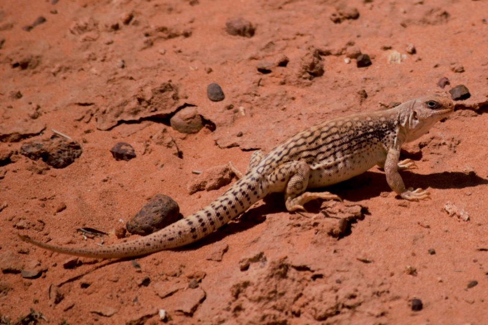 Reptile, Terrestrial Animal, Fauna, Lizard