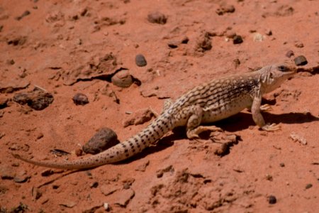 Reptile, Terrestrial Animal, Fauna, Lizard