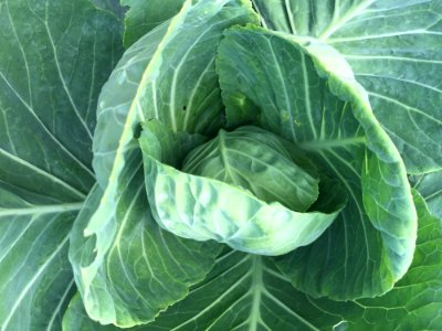 Cabbage, Leaf, Leaf Vegetable, Vegetable
