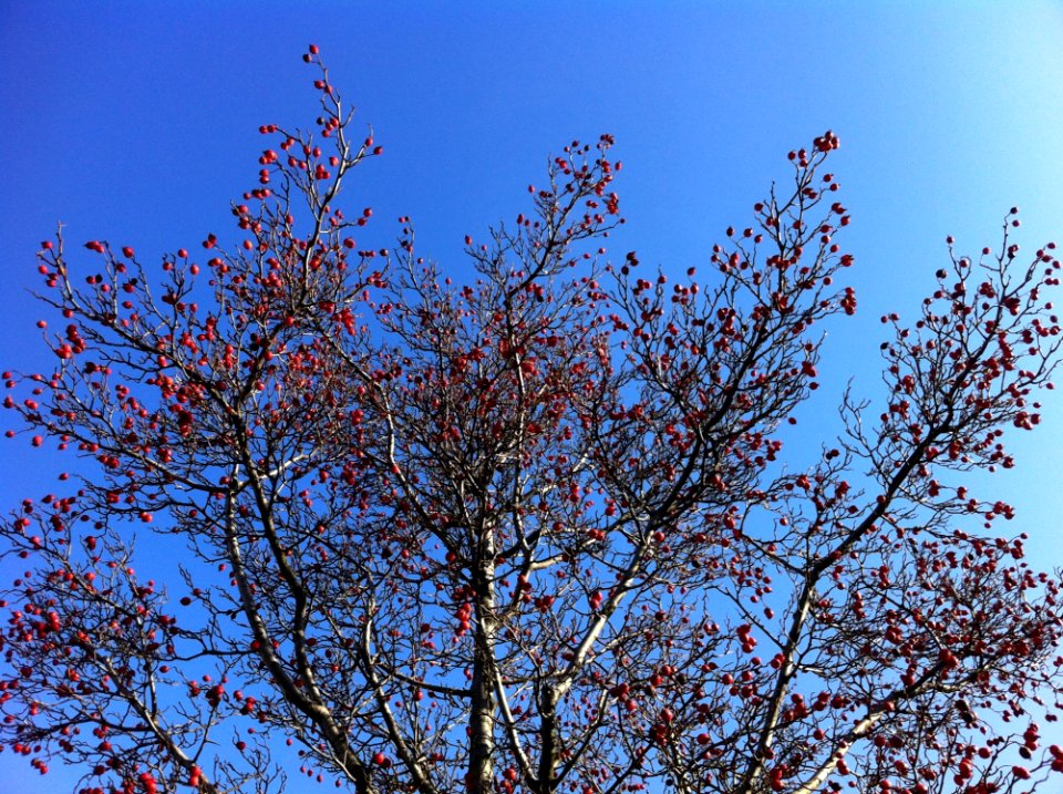 Sky, Branch, Tree, Woody Plant