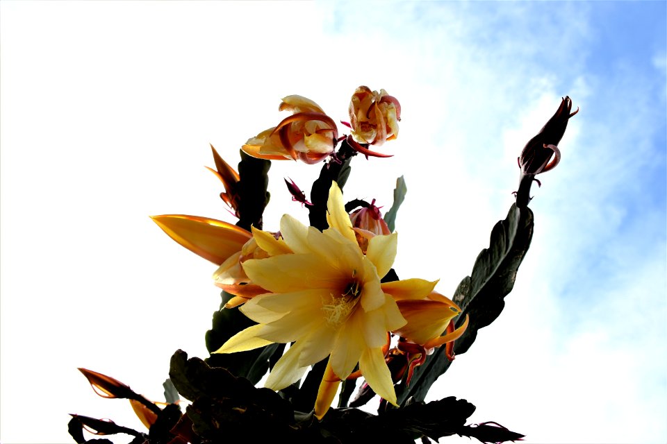 Flower, Plant, Yellow, Flora