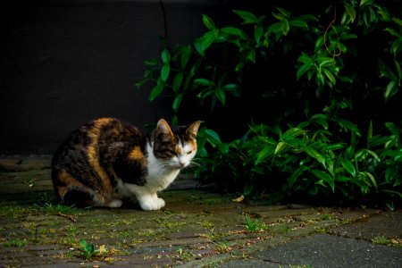 Cat, Fauna, Small To Medium Sized Cats, Whiskers photo