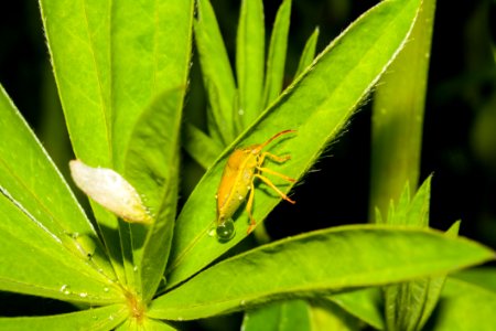 Leaf, Insect, Grasshopper, Close Up