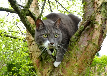 Cat, Fauna, Whiskers, Tree
