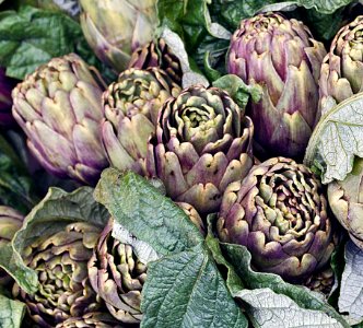 Cynara, Vegetable, Plant, Produce