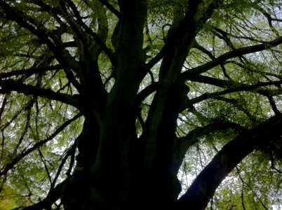 Tree, Branch, Woody Plant, Vegetation