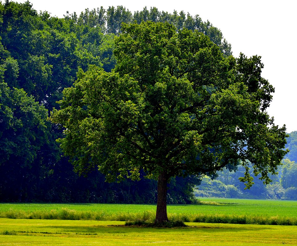 Tree, Grassland, Nature, Vegetation
