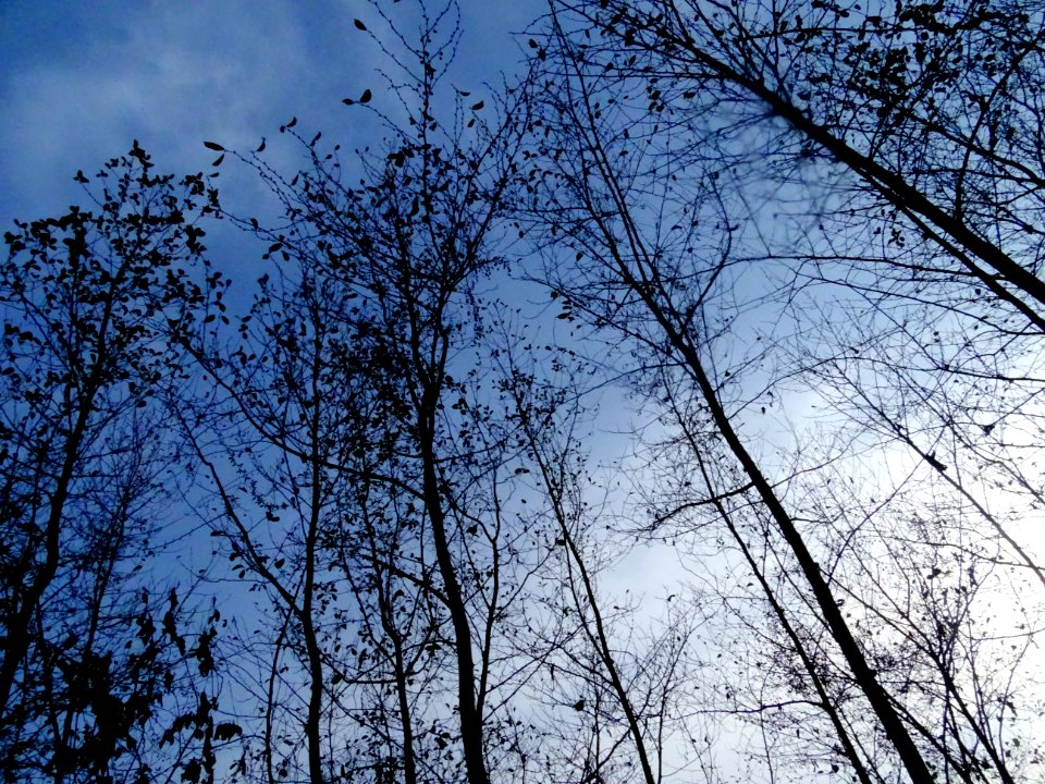 Sky, Tree, Branch, Nature